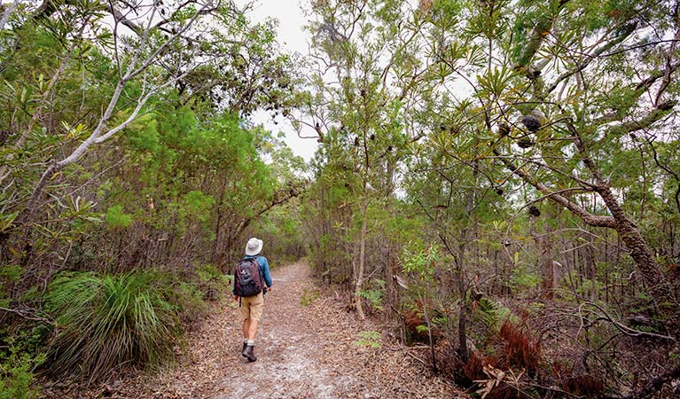 Angophora grove walking track, Yuraygir National Park. Photo: Rob Cleary &copy; OEH