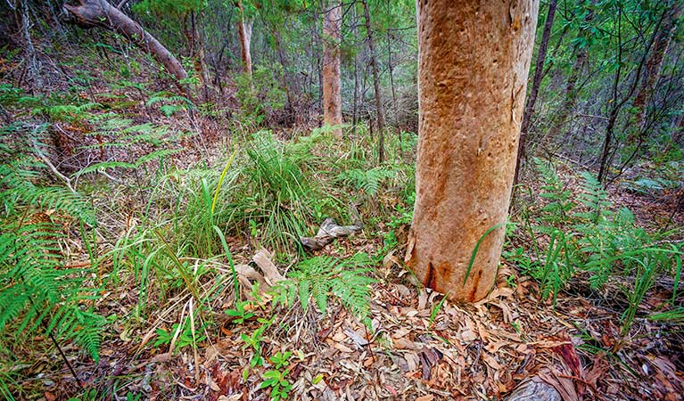 Angophora grove walking track, Yuraygir National Park. Photo: Rob Cleary &copy; OEH