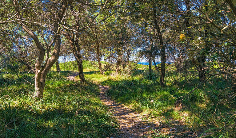 The path to the beach from Angourie Bay picnic area in Yuraygir National Park. Photo: Jessica Robertson &copy; DPIE