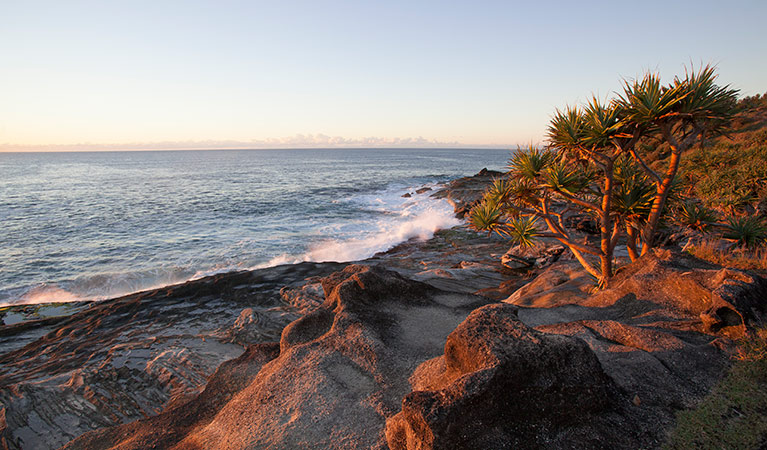 Angourie to Brooms Head walking track, Yuraygir National Park. Photo: Rob Cleary &copy; OEH