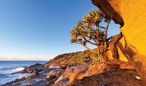 Angourie walking track, Yuraygir National Park. Photo: Rob Cleary &copy; OEH