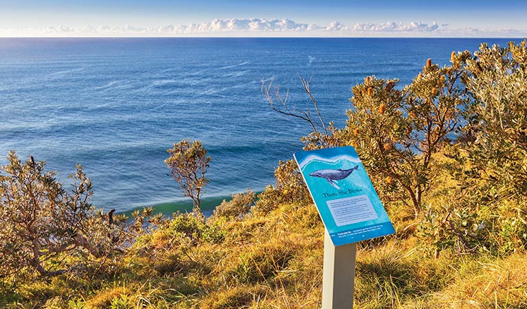 Angourie walking track, Yuraygir National Park. Photo: Rob Cleary &copy; OEH