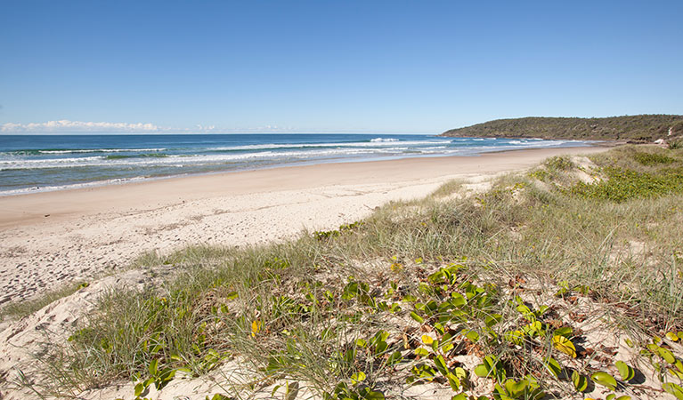 Brooms Head to Illaroo walking track, Yuraygir National Park. Photo: Rob Cleary &copy; OEH