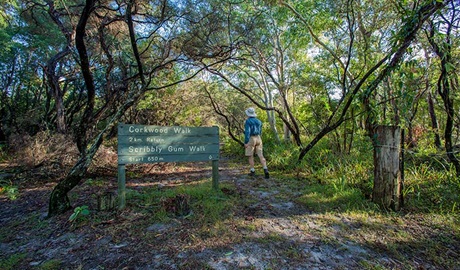 Corkwood and Scribbly Gum walking track, Yuraygir National Park. Photo: Rob Cleary &copy; OEH