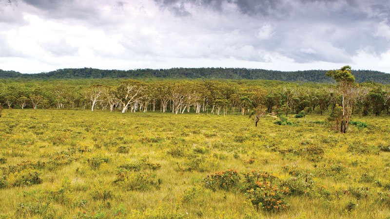 Native flora in woodland forests, Yuraygir National Park. Photo: Rob Cleary