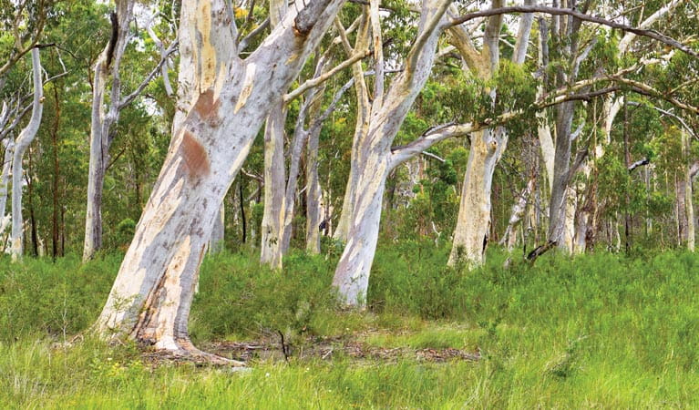 Trees along the Freshwater track, Yuraygir National Park. Photo &copy; Rob Cleary