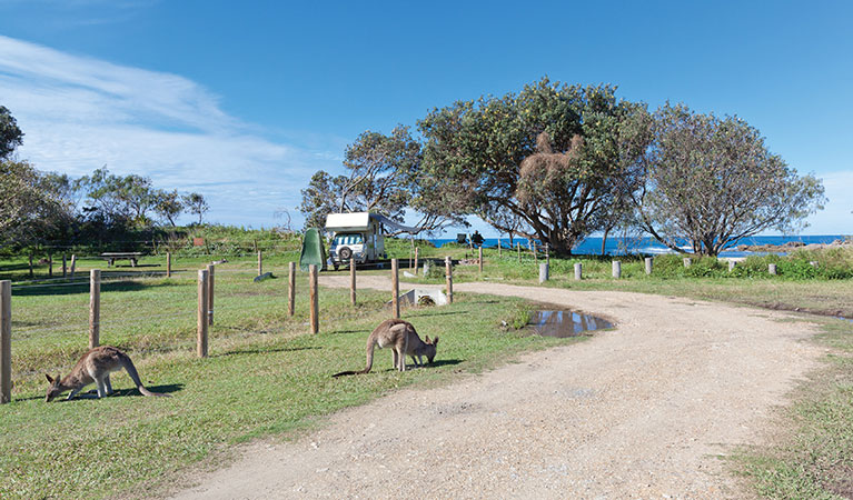 Kangaroos graze at Red Cliff campground in Yuraygir National Park. Photo: Robert Cleary/DPIE