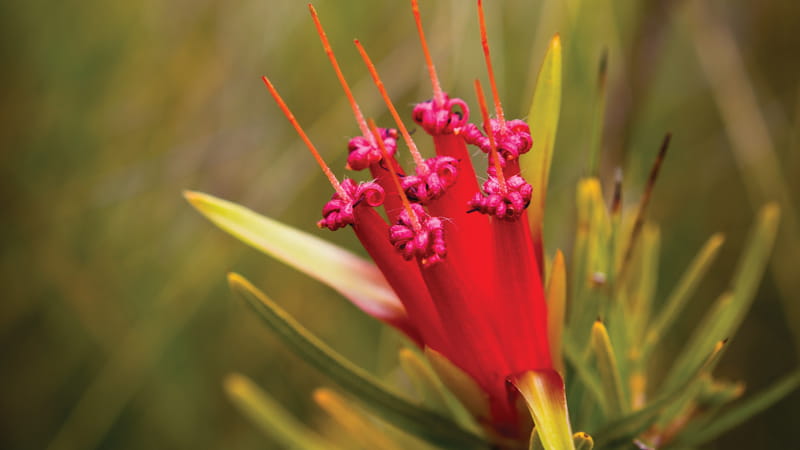 Native wildflowers, Yuraygir National Park. Photo: Rob Cleary