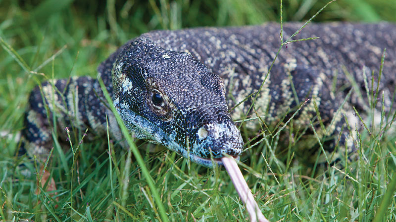 Goanna, Yuraygir National Park. Photo: Rob Cleary