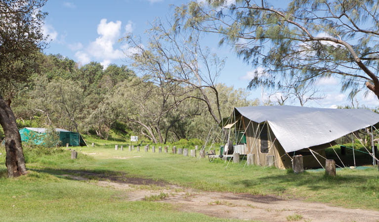 Tents at Pebbly Beach campground. Photo: Rob Cleary/DPIE