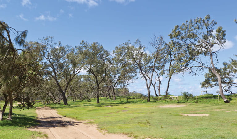 Grass and trees at Pebbly Beach campground. Photo: Rob Cleary/DPIE