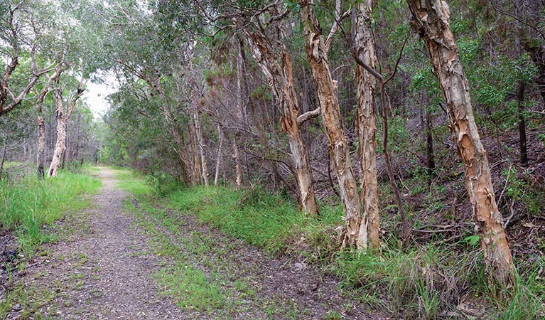 Rocky Point campground, Yuraygir National Park. Photo: Rob Cleary/DPIE