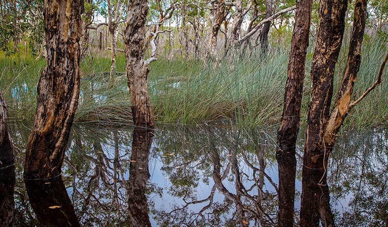 Rocky Point campground, Yuraygir National Park. Photo: Rob Cleary/DPIE