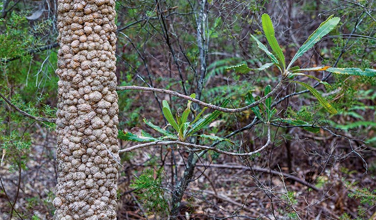 Rocky Point walking track, Yuraygir National Park. Photo: Rob Cleary &copy; OEH