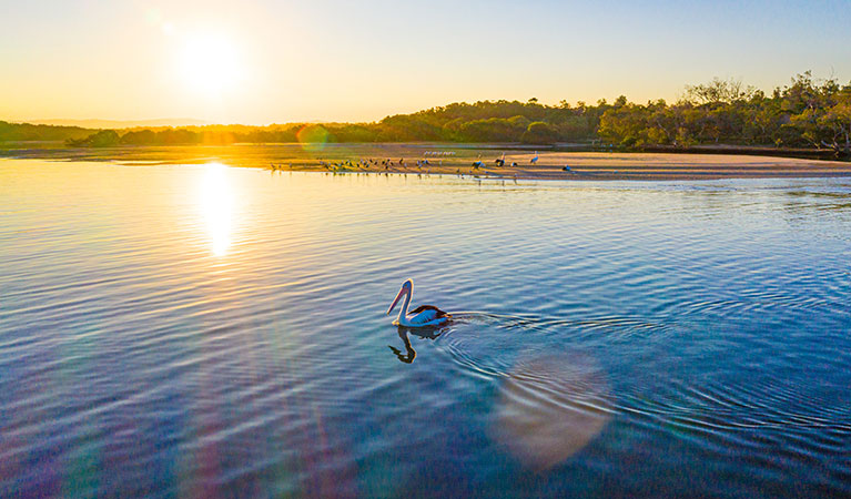 A pelican on Sandon River at Sandon River campground in Yuraygir National Park. Photo: Jessica Robertson &copy; DPIE