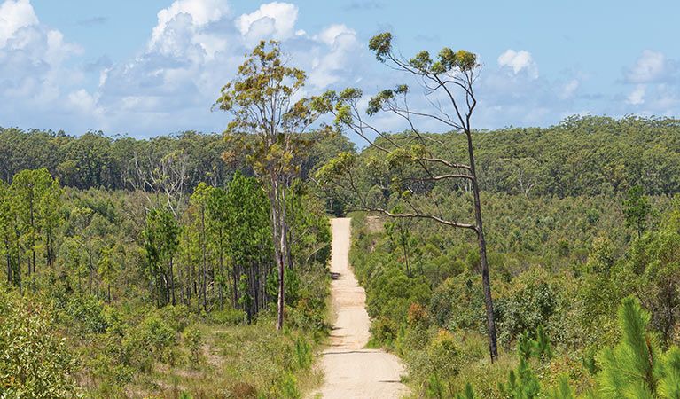 Station Creek campground, Yuraygir National Park. Photo: Rob Cleary/DPIE