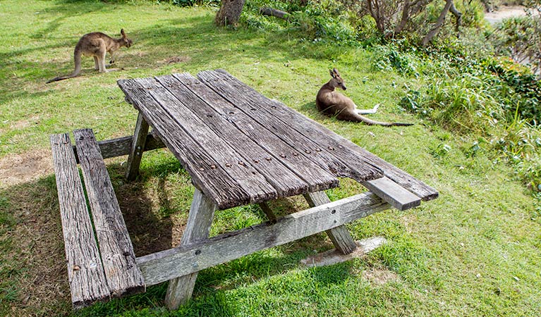 Wilsons Headland picnic area, Yuraygir National Park. Photo: Rob Cleary / Seen Australia