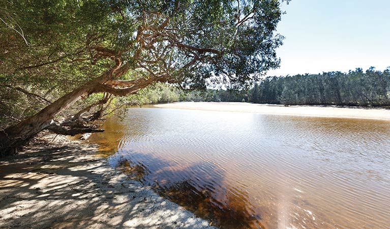 Station Creek alon gthe Yuraygir coasl walk, Yuraygir National Park. Photo: R Cleary Seen Australia/OEH