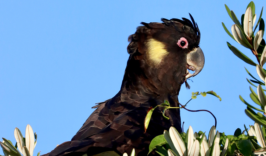 Yellow-tailed black cockatoo at Wilsons Headland, Yuraygir coastal walk, Yuraygir National Park. Photo: Peter Katelaris &copy; Peter Katelaris 