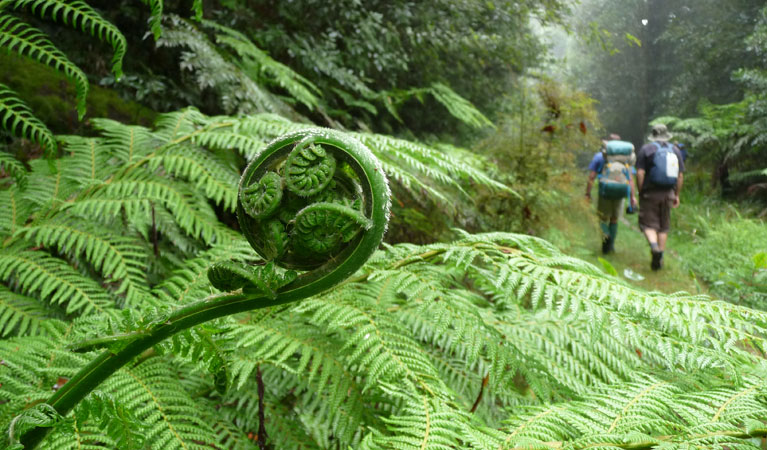 New England Wilderness walk, New England National Park. Photo: Barbara Webster/NSW Government