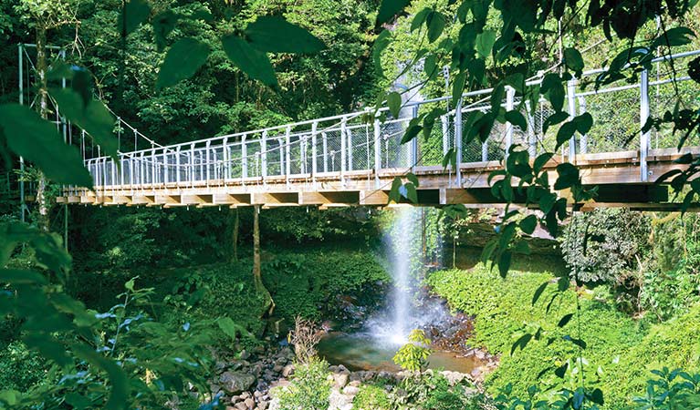 Crystal Shower Falls, Dorrigo national Park. Photo: Rob Cleary Seen Australia/OEH