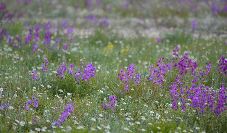 Wildflowers, Darling pea Toorale National Park and State Conservation Area. Photo: Dinitee Haskard/DPIE
