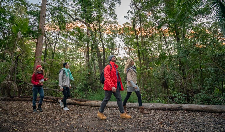 4 friends bushwalking in Border Ranges National Park. Photo: John Spencer/DPIE