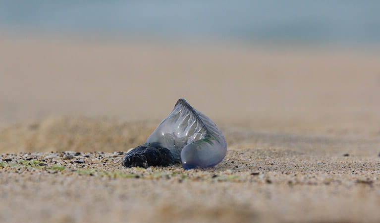 A bluebottle,  a venomous invertebrate, on the sand. Photo credit: Peter Sherratt. <HTML>&copy; Peter Sherratt