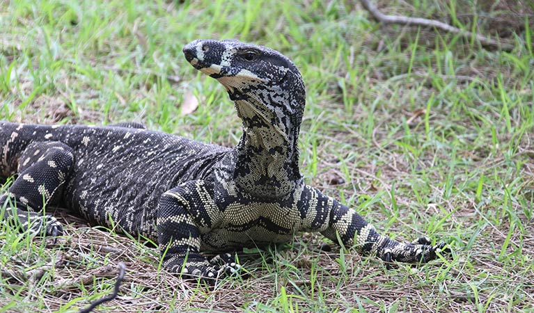 A lace monitor (goanna) in Royal National Park. Photo credit: David Croft. <HTML>&copy; David Croft