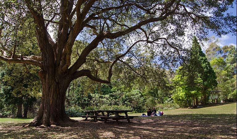 A shady tree towering over a picnic table at Byarong Park in Illawarra Escarpment State Conservation Area. Photo: John Spencer