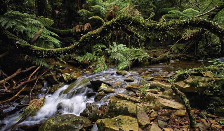 Minnamurra river, Budderoo National Park. Photo credit: Michael van Ewijk &copy; DPIE 