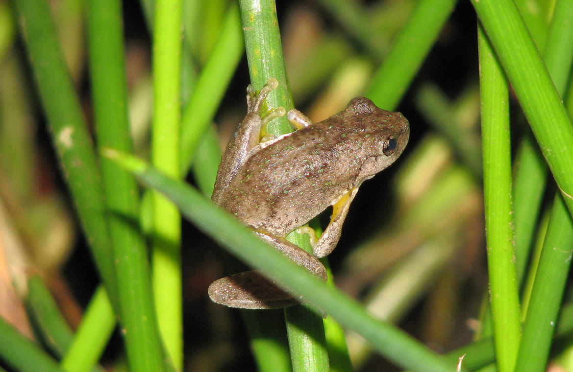 Peron's tree frog (Litoria peroni), Abercombie River National Park. Photo: Sascha Healy