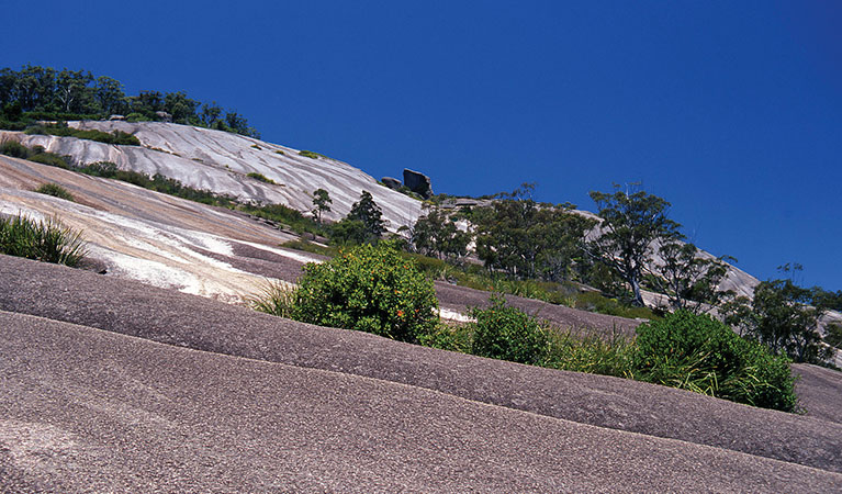 Bald Rock National Park. Photo: Shane Ruming