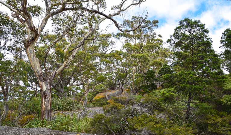 Bald Rock National Park. Photo: OEH