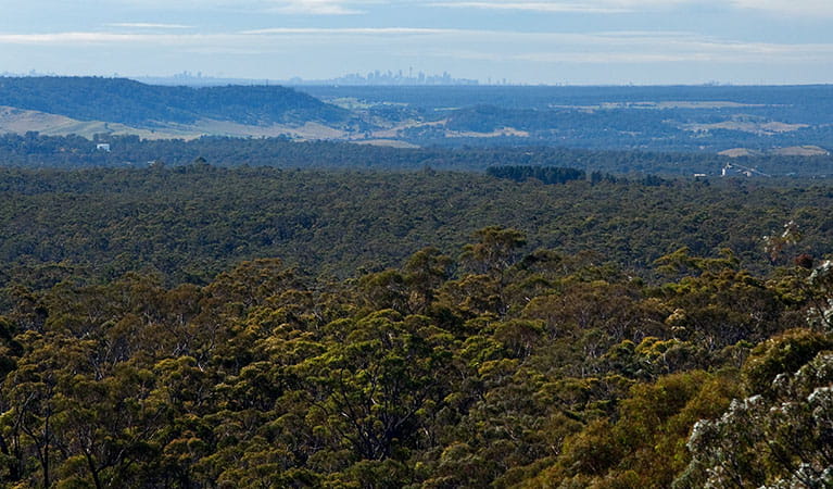 Views across the valley, Bargo State Conservation Area. Photo: Nick Cubbin