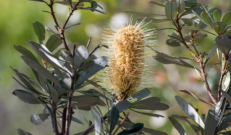 Wild flower, Ben Boyd National Park. Photo: John Spencer
