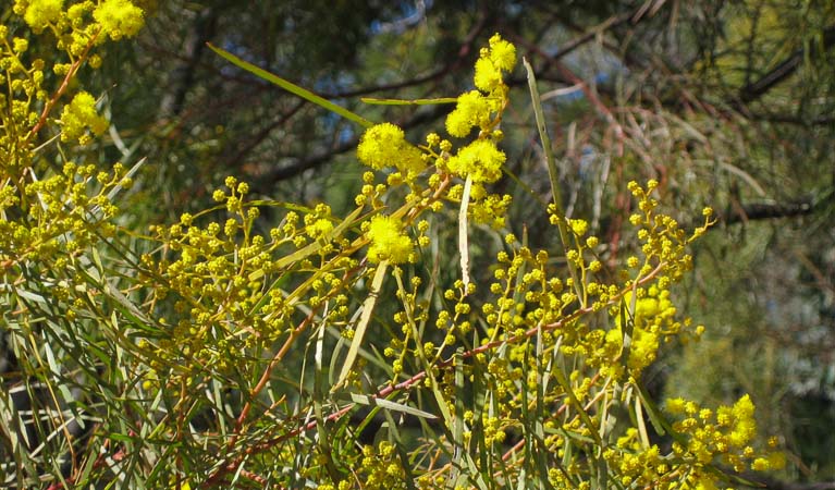 Wattle in bloom, Beni State Conservation Area. Photo: M Bannerman