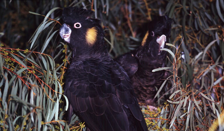 Glossy Black Cockatoo (Calyptorhynchus lathami lathami), Bents Basin State Conservation Area. Photo: OEH