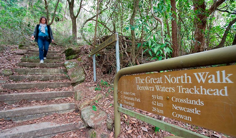 Great North walk, Berowra Valley National Park. Photo: Nick Cubbin