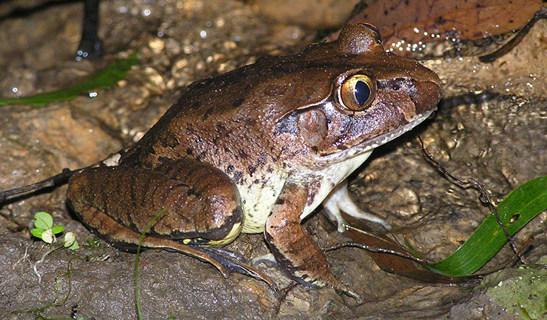 Giant barred frog (Mixophyes iteratus), Bindarri National Park. Photo: OEH