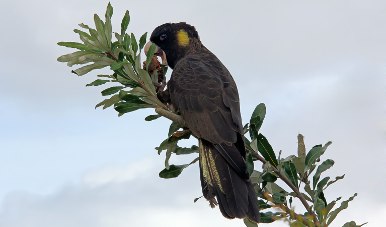 Yellow tailed black cockatoo (Calyptorhynchus funereus), Blue Gum Hills Regional Park. Photo: Peter Sherratt