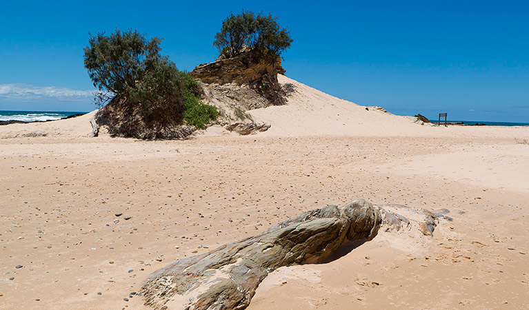 Bundagaree Rainforest walk, Bongil Bongil National Park. Photo: Rob Cleary/Seen Australia