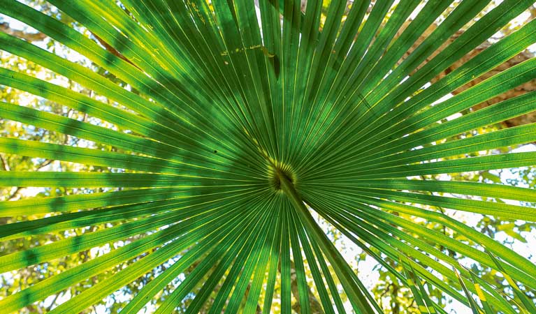 Bundagaree Rainforest walk, Bongil Bongil National Park. Photo: Rob Cleary/Seen Australia