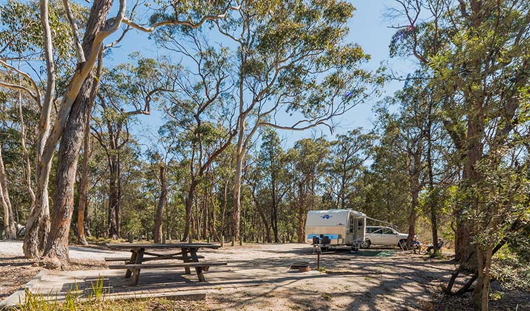 Cypress-pine campground, Boonoo Boonoo National Park. Photo: David Young