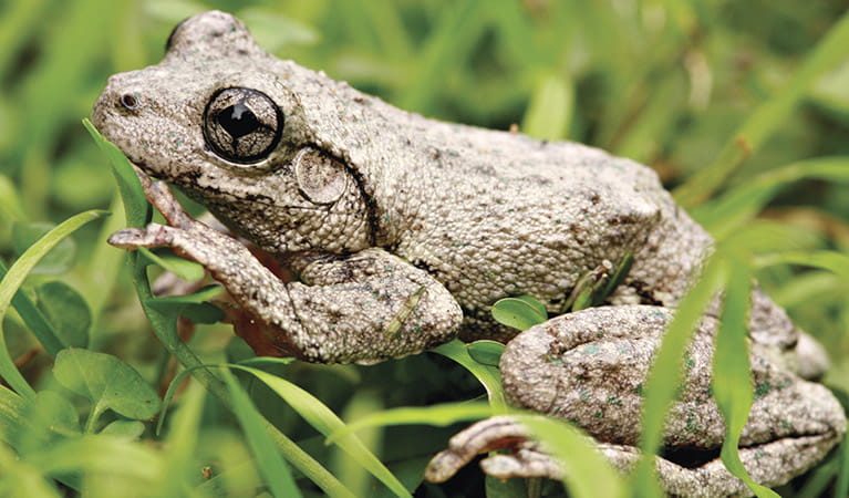 Peron's tree frog (Litoria peroni), Border Ranges. Photo: Rosie Nicolai