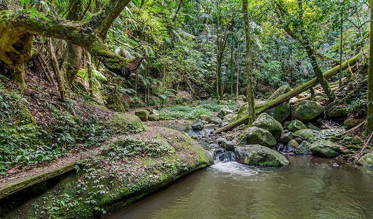 Brindle Creek walking track, Border Ranges National Park. Photo: John Spencer