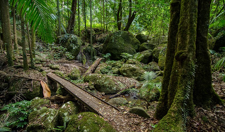 Brindle Creek walking track, Border Ranges National Park. Photo: John Spencer