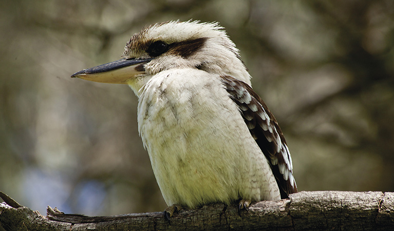 Kookaburra (Dacelo novaeguineae), Borenore Karst Conservation Reserve. Photo: OEH