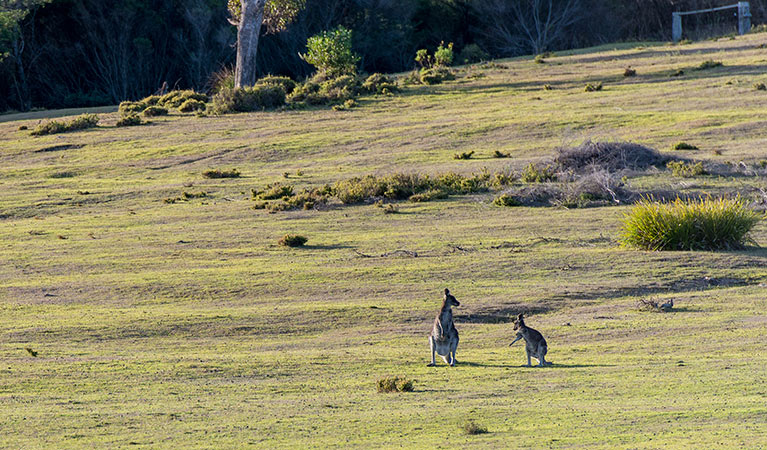 Turingal Head, Bournda National Park. Photo: John Spencer