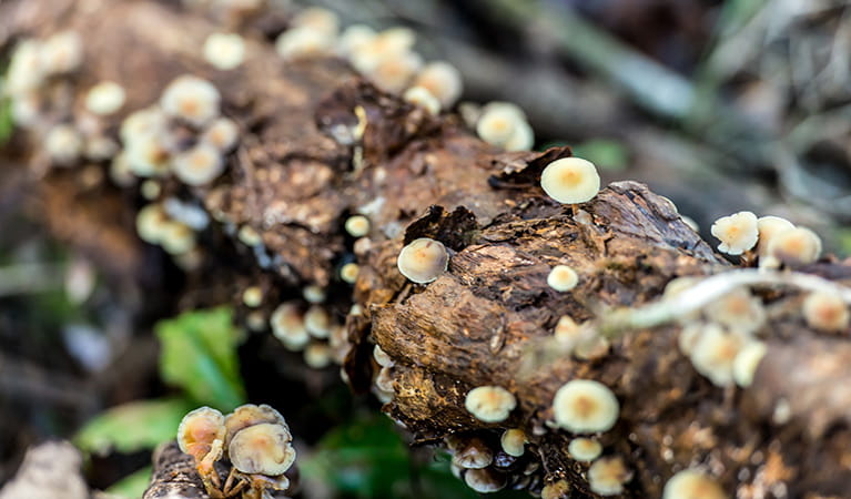 Fungi on a branch. Brimbin Nature Reserve. Photo: John Spencer